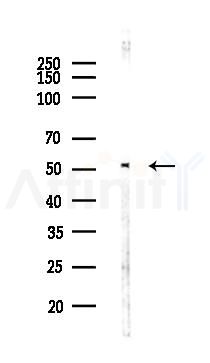 ZNF232 Antibody - Western blot analysis of lysates from Mouse lung, using ZNF232 Antibody at 1/1000 dilution.