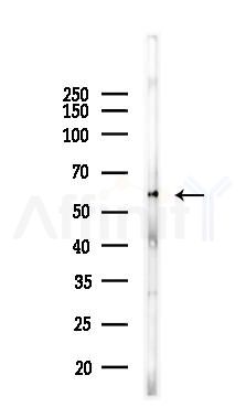 Sterol carrier protein 2 Antibody - Western blot analysis of lysates from Mouse liver, using Sterol carrier protein 2 Antibody at 1/1000 dilution.