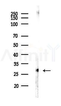 PD1L2 Antibody - Western blot analysis of lysates from Mouse lung, using PD1L2 Antibody at 1/1000 dilution.