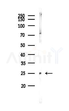 SYNGR1 Antibody - Western blot analysis of lysates from Mouse brain, using SYNGR1 Antibody at 1/1000 dilution.