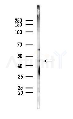 PPME1 Antibody - Western blot analysis of lysates from PC12 cells, using PPME1 Antibody at 1/1000 dilution.