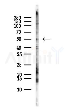 AP2 alpha Antibody - Western blot analysis of lysates from MCF7 cells(heat-shock,45min treatment), using AP2 alpha Antibody at 1/1000 dilution.