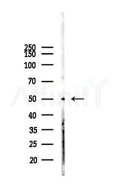 TFAP2B Antibody - Western blot analysis of lysates from Mouse brain, using TFAP2B Antibody at 1/1000 dilution.