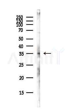 ANXA9 Antibody - Western blot analysis of lysates from Hela cells(heat-shock,45min treatment), using ANXA9 Antibody at 1/1000 dilution.