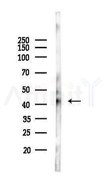 HSPBP1 Antibody - Western blot analysis of lysates from HepG2 cells(starvation,24h treatment), using HSPBP1 Antibody at 1/1000 dilution.