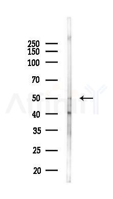 TRIM13 Antibody - Western blot analysis of lysates from Mouse liver, using TRIM13 Antibody at 1/1000 dilution.