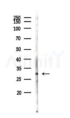 OSM Antibody - Western blot analysis of lysates from Mouse brain, using OSM Antibody at 1/1000 dilution.