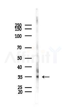 SKAP1 Antibody - Western blot analysis of lysates from PC12 cells, using SKAP1 Antibody at 1/1000 dilution.