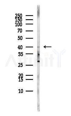MOAP1 Antibody - Western blot analysis of lysates from MCF7 cells(heat-shock,45min treatment), using MOAP1 Antibody at 1/1000 dilution.