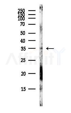 MOAP1 Antibody - Western blot analysis of lysates from Hela cells(heat-shock,45min treatment), using MOAP1 Antibody at 1/1000 dilution.