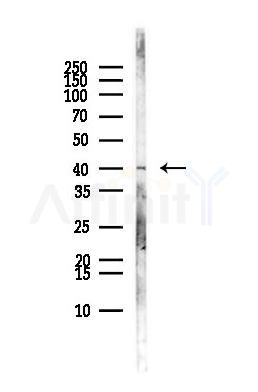 MYCL Antibody - Western blot analysis of lysates from MCF7 cells(heat-shock,45min treatment), using MYCL Antibody at 1/1000 dilution.