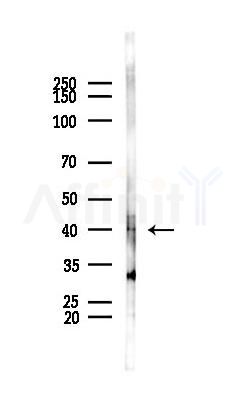 MYCL Antibody - Western blot analysis of lysates from PC12 cells, using MYCL Antibody at 1/1000 dilution.