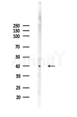 KCTD18 Antibody - Western blot analysis of lysates from Mouse liver, using KCTD18 Antibody at 1/1000 dilution.