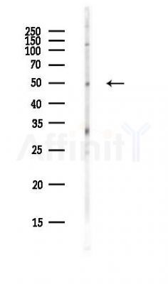 SIGLEC8 Antibody - Western blot analysis of lysates from PC12 cells(heat-shock,45min treatment), using SIGLEC8 Antibody at 1/1000 dilution.