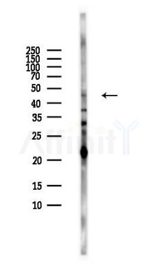 PCOLCE Antibody - Western blot analysis of lysates from HUVEC cells(LPS,4h treatment), using PCOLCE Antibody at 1/1000 dilution.