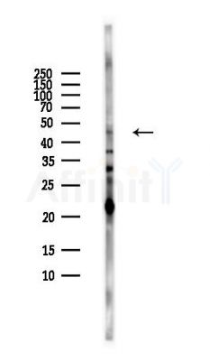 PCOLCE Antibody - Western blot analysis of lysates from HUVEC cells(LPS,4h treatment), using PCOLCE Antibody at 1/1000 dilution.