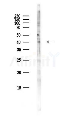PAQR8 Antibody - Western blot analysis of lysates from Hela cells(heat-shock,45min treatment), using PAQR8 Antibody at 1/1000 dilution.