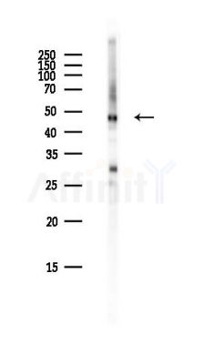 DDX39B Antibody - Western blot analysis of lysates from Hela cells(heat-shock,45min treatment), using DDX39B Antibody at 1/1000 dilution.