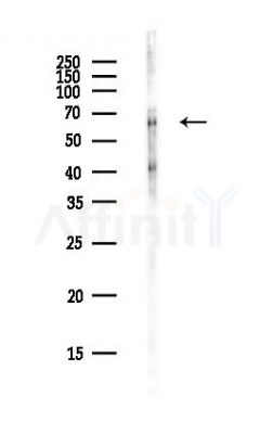 KLHL26 Antibody - Western blot analysis of lysates from PC12 cells(heat-shock,45min treatment), using KLHL26 Antibody at 1/1000 dilution.