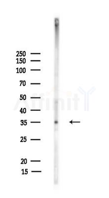 TCEA2 Antibody - Western blot analysis of lysates from Mouse testis, using TCEA2 Antibody at 1/1000 dilution.