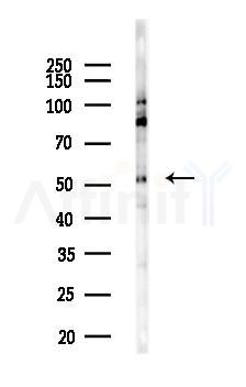 CPSF7 Antibody - Western blot analysis of lysates from Mouse testis, using CPSF7 Antibody at 1/1000 dilution.