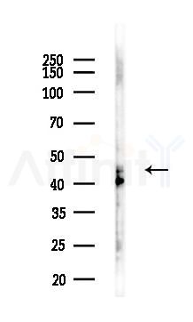 RBMS1 Antibody - Western blot analysis of lysates from Mouse testis, using RBMS1 Antibody at 1/1000 dilution.