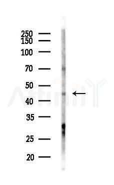 RBMS1 Antibody - Western blot analysis of lysates from LoVo cells(heat-shock,45min treatment), using RBMS1 Antibody at 1/1000 dilution.