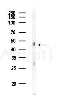 RBMS1 Antibody - Western blot analysis of lysates from PC12 cells, using RBMS1 Antibody at 1/1000 dilution.