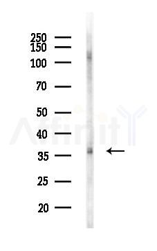 RHAG Antibody - Western blot analysis of lysates from Mouse testis, using RHAG Antibody at 1/1000 dilution.