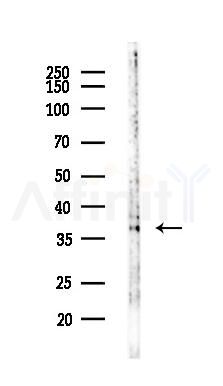 RHAG Antibody - Western blot analysis of lysates from Hela cells(LPS,4h treatment), using RHAG Antibody at 1/1000 dilution.