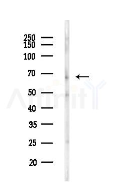 SLC13A3 Antibody - Western blot analysis of lysates from Mouse testis, using SLC13A3 Antibody at 1/1000 dilution.