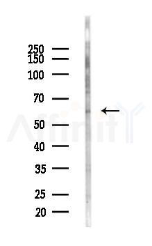 SLC22A7 Antibody - Western blot analysis of lysates from Mouse testis, using SLC22A7 Antibody at 1/1000 dilution.