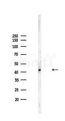 CUEDC1 Antibody - Western blot analysis of lysates from Rat brain, using CUEDC1 Antibody at 1/1000 dilution.