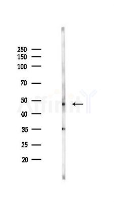 CUEDC1 Antibody - Western blot analysis of lysates from HepG2 cells(starvation,24h treatment), using CUEDC1 Antibody at 1/1000 dilution.