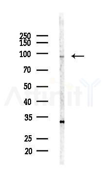 MOGS Antibody - Western blot analysis of lysates from LoVo cells(heat-shock,45min treatment), using MOGS Antibody at 1/1000 dilution.