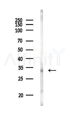 SLC25A45 Antibody - Western blot analysis of lysates from PC12 cells, using SLC25A45 Antibody at 1/1000 dilution.