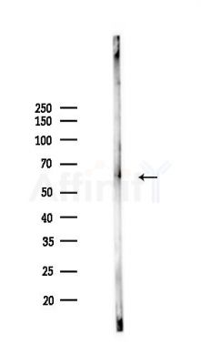 SLC43A3 Antibody - Western blot analysis of lysates from Rat brain, using SLC43A3 Antibody at 1/1000 dilution.
