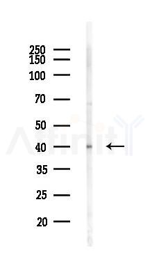 SLC35C1 Antibody - Western blot analysis of lysates from Mouse testis, using SLC35C1 Antibody at 1/1000 dilution.