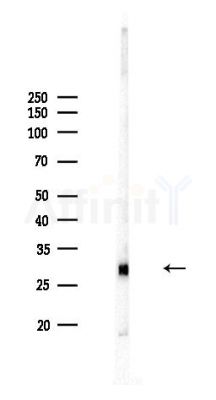 SLC25A29 Antibody - Western blot analysis of lysates from Mouse liver, using SLC25A29 Antibody at 1/1000 dilution.