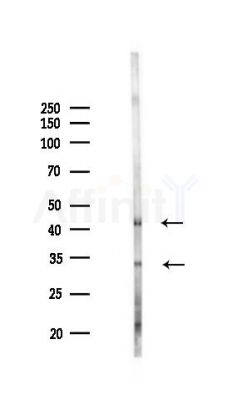 SLC25A32 Antibody - Western blot analysis of lysates from Mouse liver, using SLC25A32 Antibody at 1/1000 dilution.