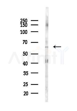SLC19A1 Antibody - Western blot analysis of lysates from Mouse testis, using SLC19A1 Antibody at 1/1000 dilution.