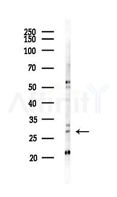 BCAP29 Antibody - Western blot analysis of lysates from Mouse testis, using BCAP29 Antibody at 1/1000 dilution.