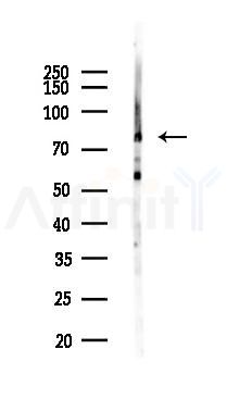 RANBP9 Antibody - Western blot analysis of lysates from Mouse testis, using RANBP9 Antibody at 1/1000 dilution.