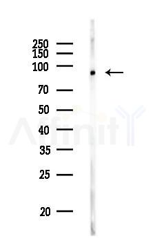 RANBP9 Antibody - Western blot analysis of lysates from PC12 cells, using RANBP9 Antibody at 1/1000 dilution.
