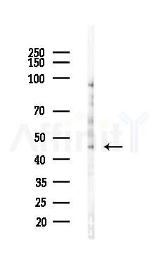 GORAB Antibody - Western blot analysis of lysates from Mouse testis, using GORAB Antibody at 1/1000 dilution.