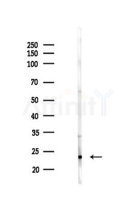 SRI Antibody - Western blot analysis of lysates from Mouse liver, using SRI Antibody at 1/1000 dilution.