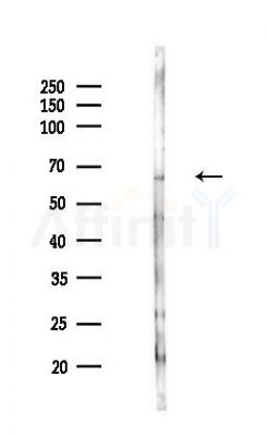 PES1 Antibody - Western blot analysis of lysates from COLO205 cells(LPS,4h treatment), using PES1 Antibody at 1/1000 dilution.