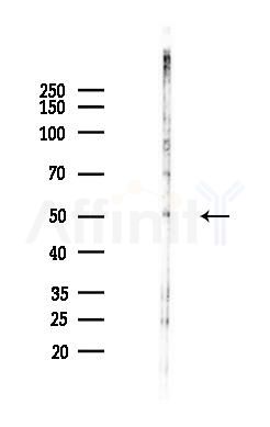 CERS5 Antibody - Western blot analysis of lysates from Hela cells(LPS,4h treatment), using CERS5 Antibody at 1/1000 dilution.