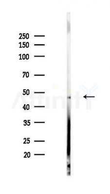 PGK2 Antibody - Western blot analysis of lysates from PC12 cells(UV,30min treatment), using PGK2 Antibody at 1/1000 dilution.