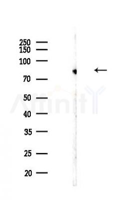 FAM129B Antibody - Western blot analysis of lysates from Hela cells(LPS,4h treatment), using FAM129B Antibody at 1/1000 dilution.
